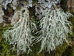 Attēlu rezultāti vaicājumam “Ramalina thrausta”