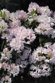Attēlu rezultāti vaicājumam “Rhododendron catawbiense”