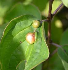 Attēlu rezultāti vaicājumam “Geocrypta galii”