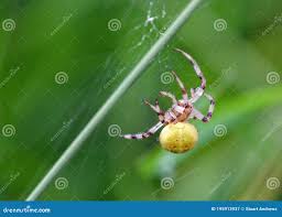 Attēlu rezultāti vaicājumam “Araneus quadratus female”