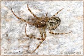 Attēlu rezultāti vaicājumam “Metellina merianae”