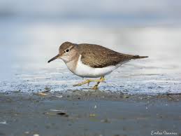 Attēlu rezultāti vaicājumam “Actitis hypoleucos”