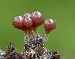 Attēlu rezultāti vaicājumam “Lycogala cf. fossiculatum sessile”