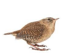 Attēlu rezultāti vaicājumam “Troglodytes troglodytes”