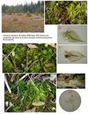 Attēlu rezultāti vaicājumam “Helodium blandowii”