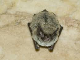 Attēlu rezultāti vaicājumam “Myotis sp.”