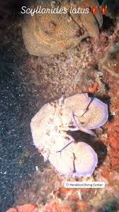 Image result for Scyllarides latus