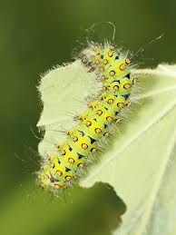 Attēlu rezultāti vaicājumam “Saturnia pavonia larva”