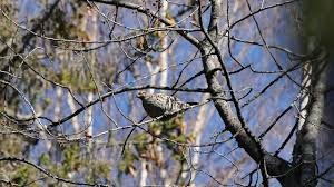 Attēlu rezultāti vaicājumam “Tetrastes bonasia juvenile”