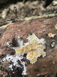 Attēlu rezultāti vaicājumam “Skeletocutis brevispora”