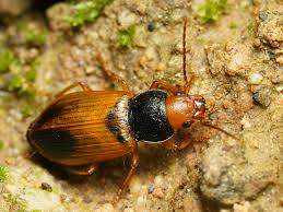 Attēlu rezultāti vaicājumam “Diachromus germanus”