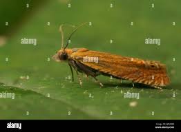 Attēlu rezultāti vaicājumam “Lathronympha strigana”