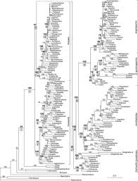 Attēlu rezultāti vaicājumam “Rhabdoweisia fugax sporophyte”