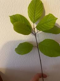 Attēlu rezultāti vaicājumam “Frangula alnus leaf”