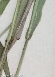 Attēlu rezultāti vaicājumam “Festuca altissima flower”