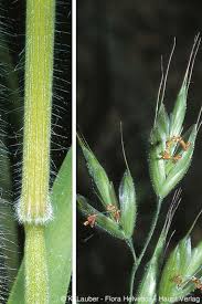 Attēlu rezultāti vaicājumam “Bromus hordeaceus subsp. hordaceus”