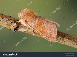 Attēlu rezultāti vaicājumam “Orthosia miniosa”