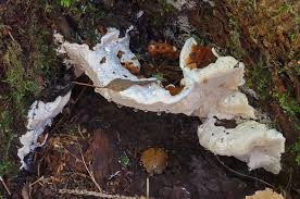 Attēlu rezultāti vaicājumam “Heterobasidion parviporum”