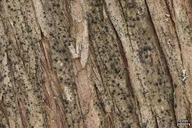 Attēlu rezultāti vaicājumam “Fellhanera subtilis”