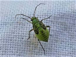 Attēlu rezultāti vaicājumam “Lygus pratensis nymph”