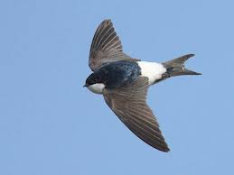 Attēlu rezultāti vaicājumam “Delichon urbicum juvenile”