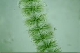 Attēlu rezultāti vaicājumam “Batrachospermum moniliforme”