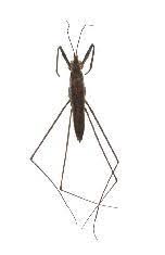 Attēlu rezultāti vaicājumam “Gerridae imago”