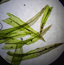 Attēlu rezultāti vaicājumam “Orthotrichum affine var. affine sporophyte”