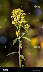 Attēlu rezultāti vaicājumam “Erysimum cheiranthoides flower”