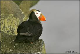 Image result for Fratercula cirrhata