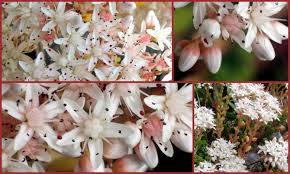 Attēlu rezultāti vaicājumam “Sedum album bud”