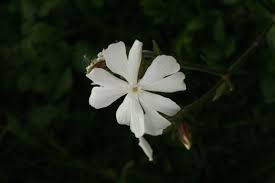 Attēlu rezultāti vaicājumam “Silene latifolia subsp. alba flower”