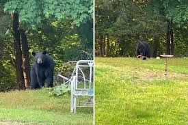 Image result for Warwick Bears Badminton Club