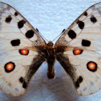 Attēlu rezultāti vaicājumam “Chaetophora pisiformis”