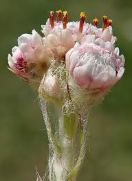 Attēlu rezultāti vaicājumam “Antennaria dioica male flower”