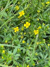 Image result for Potentilla tormentilla