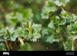 Attēlu rezultāti vaicājumam “Ribes uva-crispa leaf”