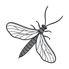 Attēlu rezultāti vaicājumam “Ephemera vulgata”