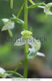 Attēlu rezultāti vaicājumam “Platanthera chlorantha”