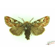 Attēlu rezultāti vaicājumam “Panolis flammea”