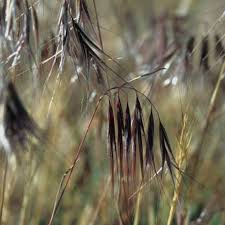 Attēlu rezultāti vaicājumam “Anisantha tectorum”