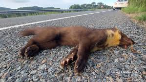 Attēlu rezultāti vaicājumam “Martes martes”