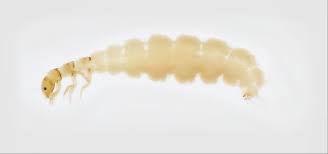 Attēlu rezultāti vaicājumam “Therevidae larva”