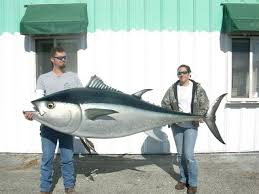 Image result for giant tuna