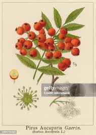 Attēlu rezultāti vaicājumam “Sorbus aucuparia fruit”