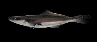 Image result for Rachycentron canadum