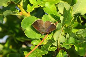 Attēlu rezultāti vaicājumam “Favonius quercus”