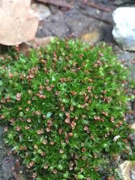 Attēlu rezultāti vaicājumam “Physcomitrium pyriforme sporophyte”