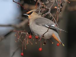 Attēlu rezultāti vaicājumam “Bombycilla garrulus adult”