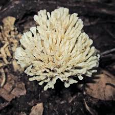 Attēlu rezultāti vaicājumam “Lentaria”